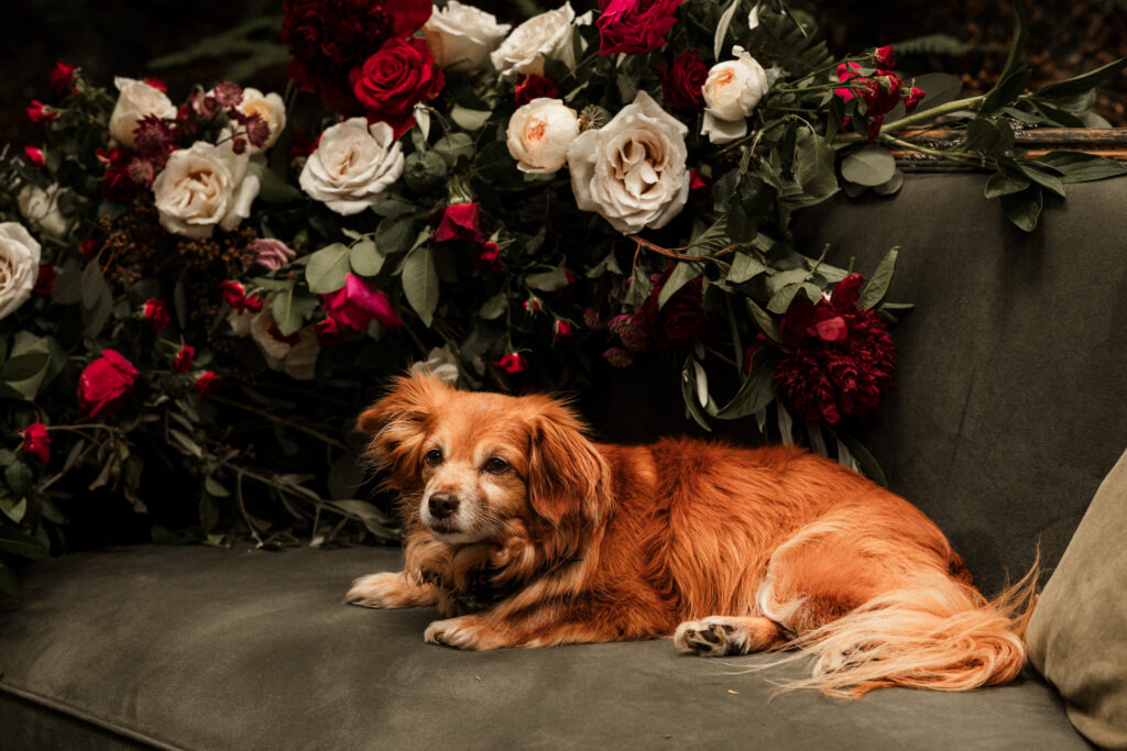 dog on floral couch